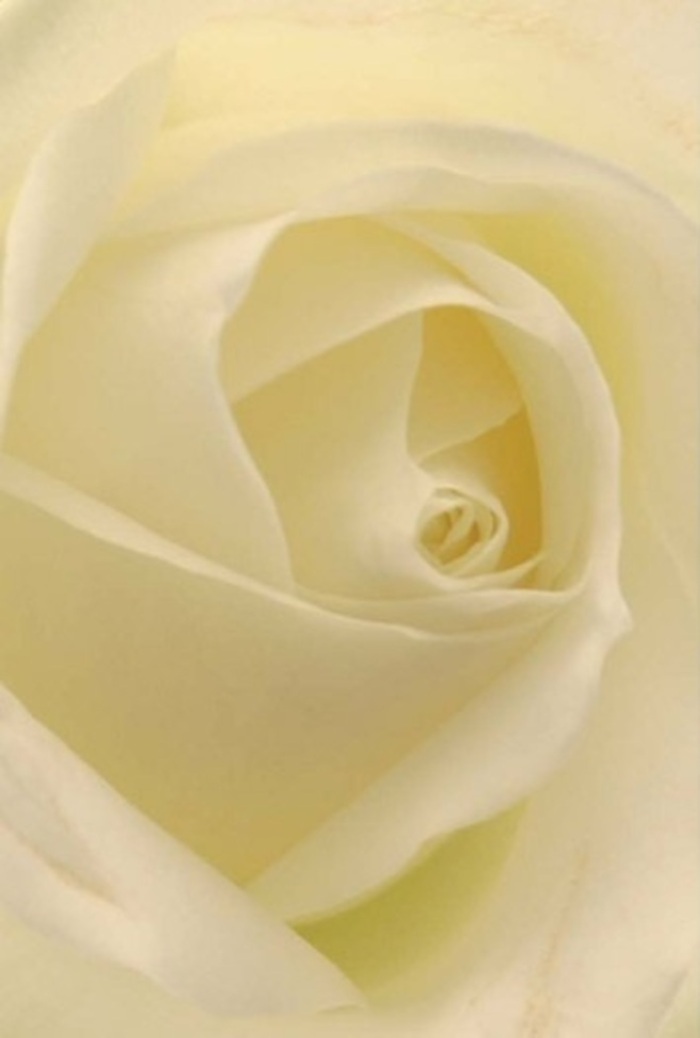 The close vantage of this classic white rose pulls you into an oasis of calm and sophistication-a bloom where shades of ivory and softest cream blend seamlessly under the diffused lighting that might reach into quiet Finsbury gardens. Each layer is sculpted with care, the petal edges nearly translucent, giving an impression of both purity and durability as only an expert local florist would select. The rose's center forms a graceful spiral, symbolising both new beginnings and heartfelt intentions, suitable for an apology, a wedding, or as an awe-inspiring centrepiece in an elegant home off St John Street. Subtle nuances in lighting and pale colour amplify the rose's natural allure, while an unspoken, serene fragrance hovers, delicately filling the senses. This arrangement encapsulates the essence of Finsbury-history, quiet resilience, and the warmth of expertly crafted floral artistry.